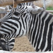 bp-állatkert - zebra