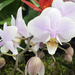 Garden-orchidea 2