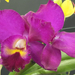 Garden-orchidea 4