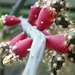 Gödöllő-botanikus kert - kaktuszféle
