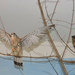Karcag - szélmalom - fogadóház madaras