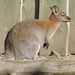 Veszprém - állatkert - kengu