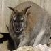 Veszprém - állatkert - kenguru