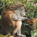 Veszprém - állatkert - majom kurkász