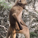 Veszprém - állatkert - majom2