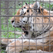 Veszprém - állatkert - tigris