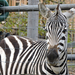 Veszprém - állatkert - zebra