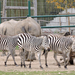 Veszprém - állatkert - zebr-orrsz