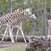 Veszprém - állatkert - zsiráfok