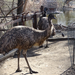 Bp- állatkert - emu 1