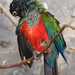 Bp- állatkert - papagáj 1