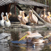Bp- állatkert - pelikánok 2