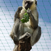 PÉCS - állatkert - majom 1