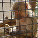 PÉCS - állatkert - majom 2