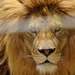 PÉCS - állatkert - oroszlánportré