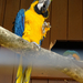 PÉCS - állatkert - papagáj 3