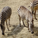 PÉCS - állatkert - zebra