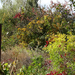 Szada - ősz a kertben 1