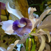 Orchidea 20