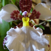 Orchidea 28
