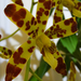 Orchidea 34
