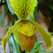 Orchidea 44