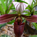 Orchidea 51