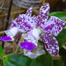 Orchidea 54