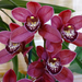 Orchidea 55