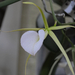 Orchidea 56