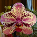 Orchidea 67