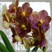 Orchidea 85