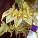 Orchidea 96