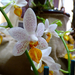 Orchidea 104