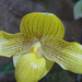 Orchidea 110