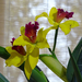 Orchidea 114