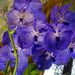 Orchidea 123