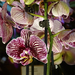 Orchidea 125