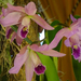 Orchidea 131