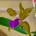 Orchidea 135