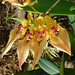 Orchidea 136