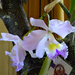 Orchidea 138