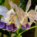 Orchidea 140