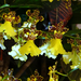 Orchidea 141