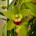 Orchidea 145