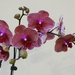 Orchidea 160