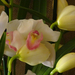 Orchidea 150