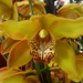 Orchidea 146