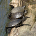 Tiszató-teknősök