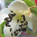 japánegres-kopaszkiwi-virága